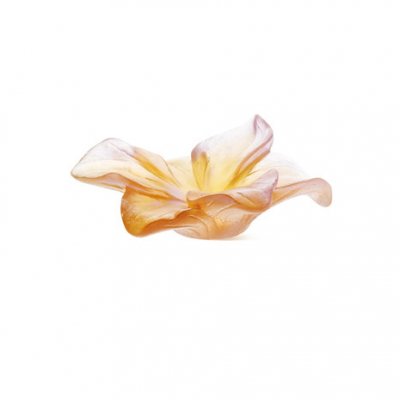 amaryllis-fleur-ambre-daum