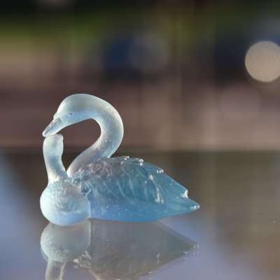 couple-de-cygne-daum