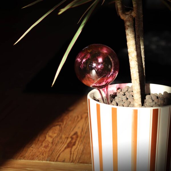 globe-plante-interieur-grenat