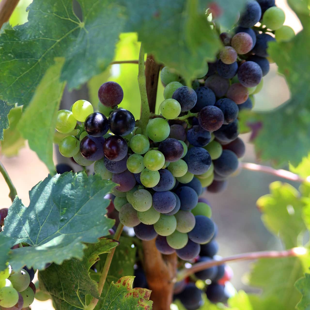 cepage-cinsault